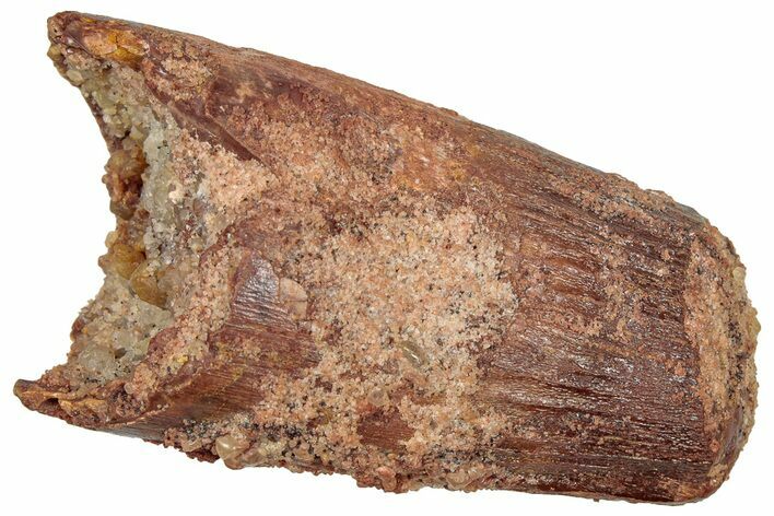 Real Fossil Spinosaurus Tooth - Robust Tooth #298251